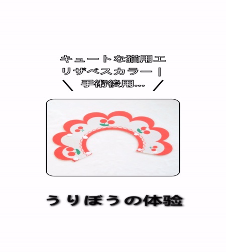 実物検証