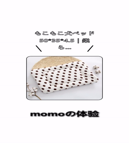 実物検証