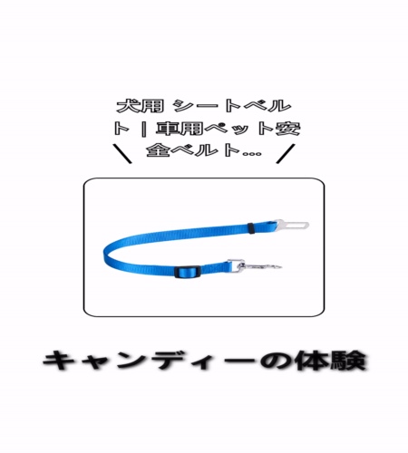 実物検証