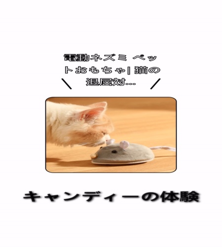実物検証