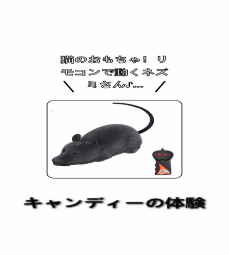 実物検証