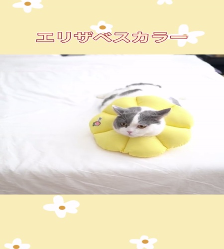 紹介動画