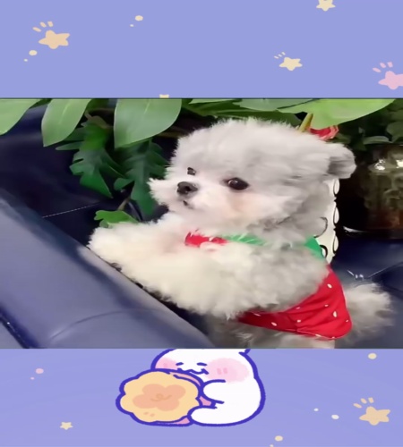 紹介動画