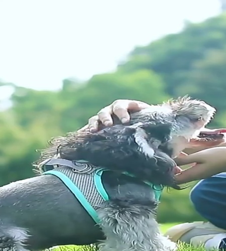 紹介動画