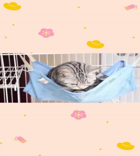 紹介動画
