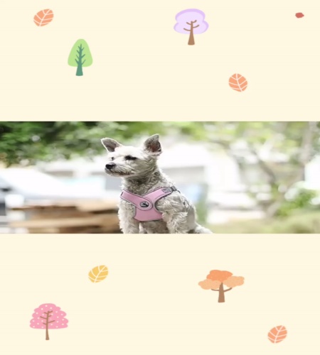 紹介動画