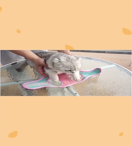 紹介動画