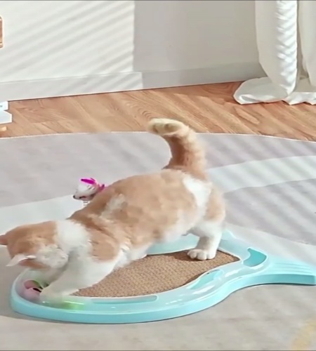 紹介動画