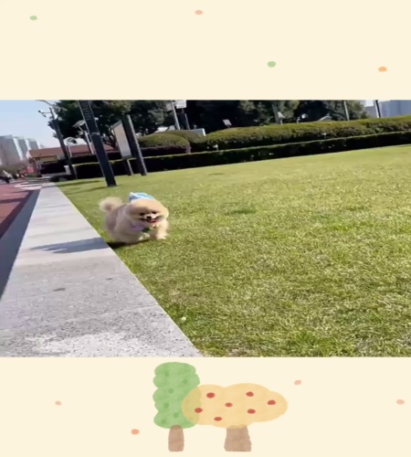 紹介動画