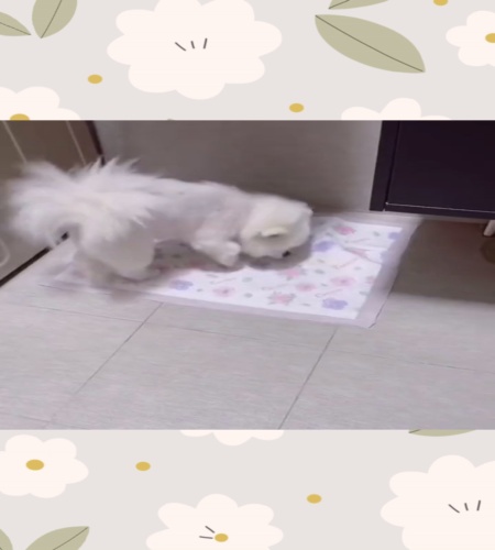 紹介動画