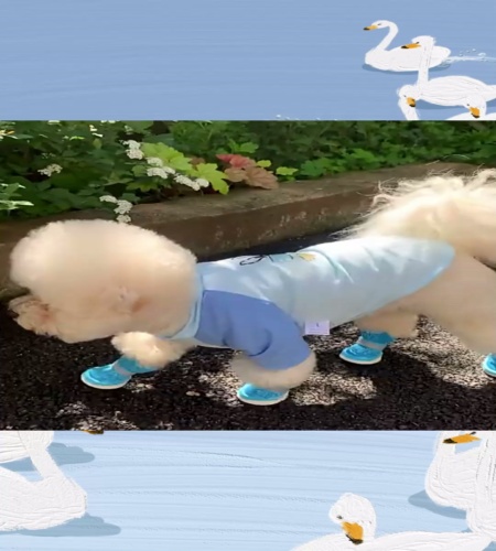 紹介動画