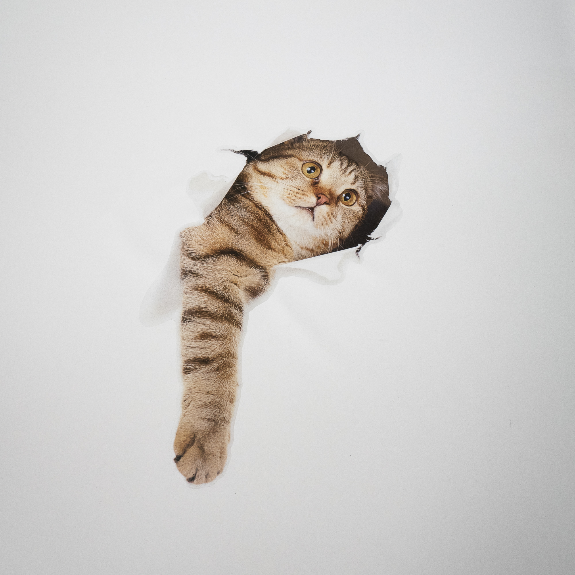 『人気応援商品』3Dウォールステッカー｜壁から子猫が飛び出てきちゃった！|undefined