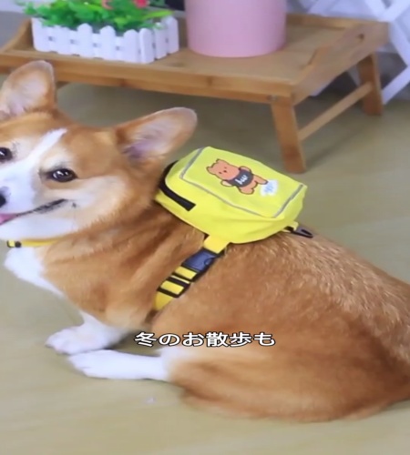 紹介動画