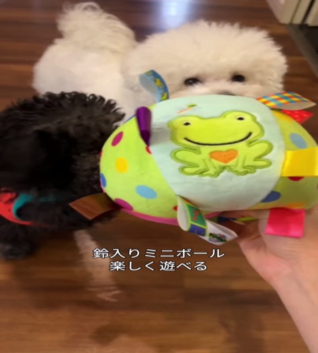 紹介動画