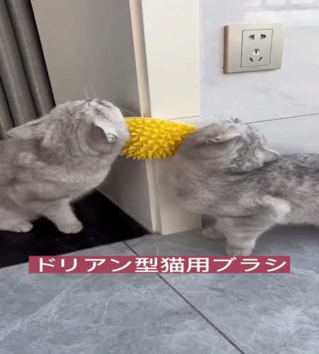 紹介動画