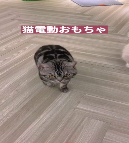 紹介動画