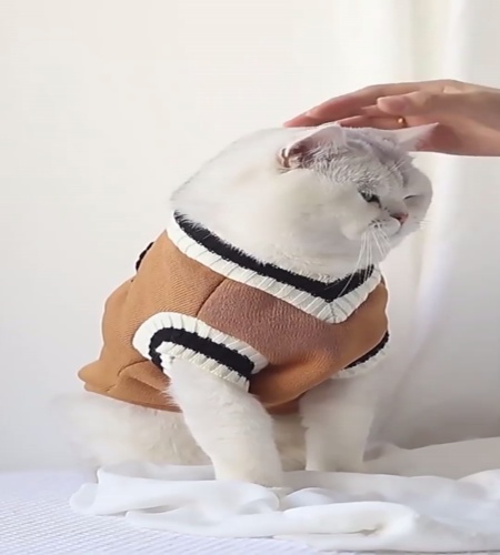 紹介動画