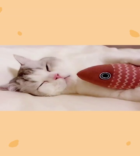 紹介動画