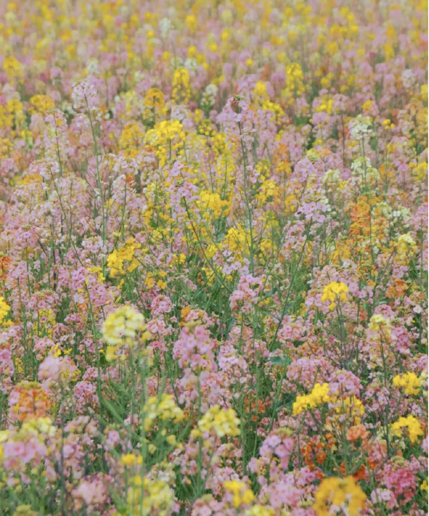 581596063501299712.png?x-oss-process=image/format,webp