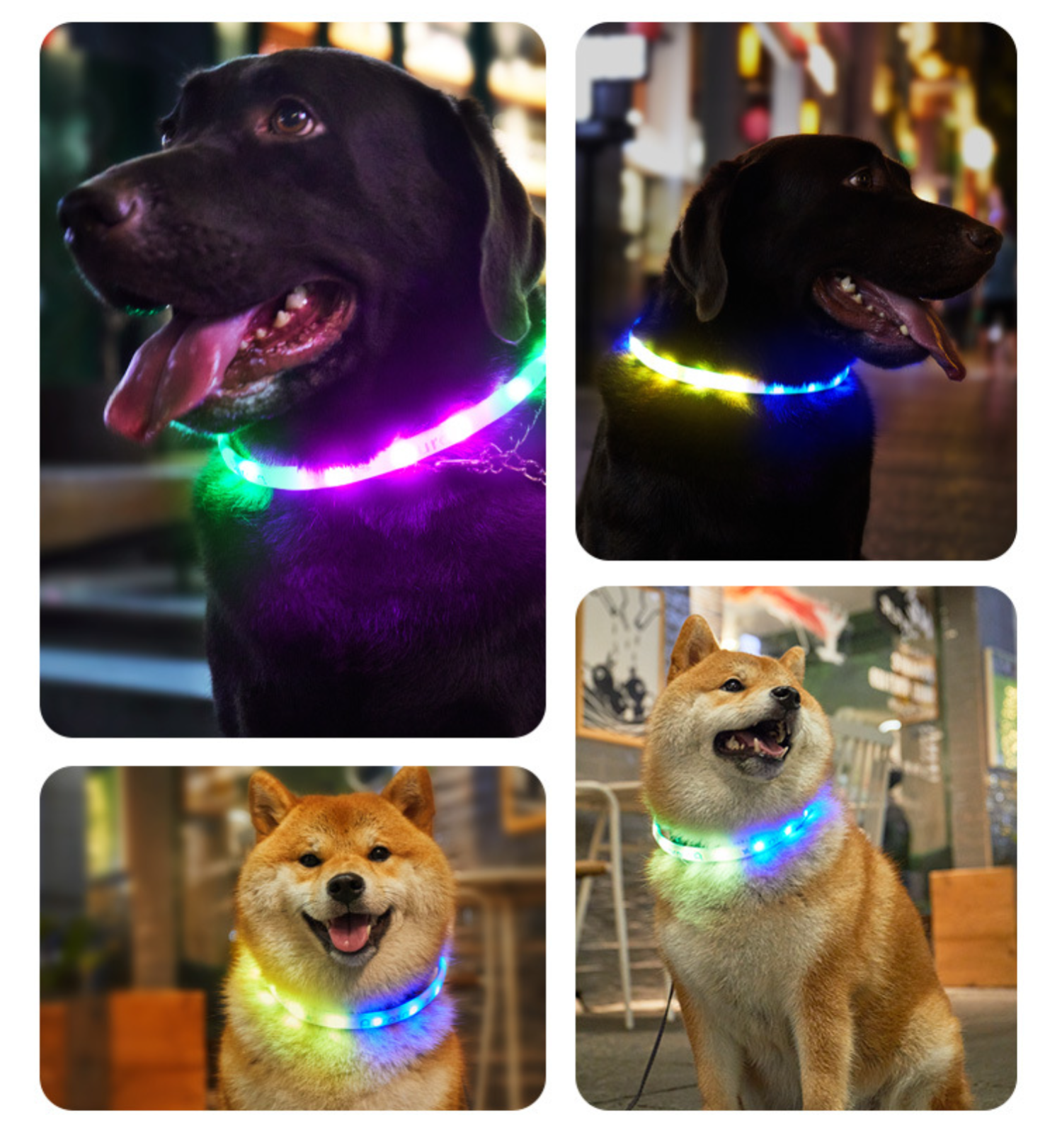 【52%OFF!】 LaRoo　簡潔　夜間　首輪　光る　調節可能　LED　ペット用品　防水　犬の安全のために　超小型犬~超大型犬に対応　充電式　散歩用　軽い　キラキラ　(透明シェル-緑)