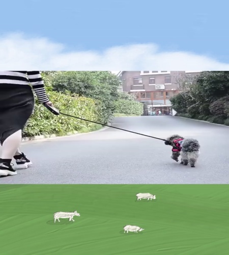 紹介動画