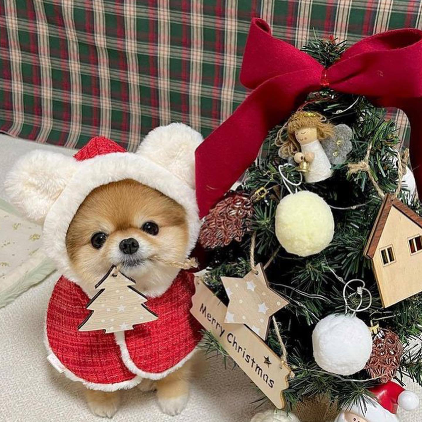 犬猫用クリスマスのマント｜ベルベット 秋冬保温 かわいい 耳付き|undefined