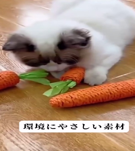 紹介動画