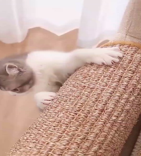 紹介動画