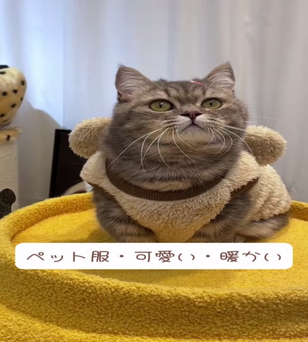 紹介動画