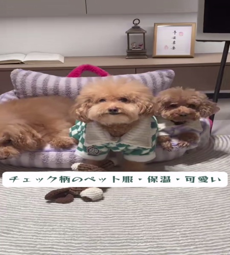 紹介動画