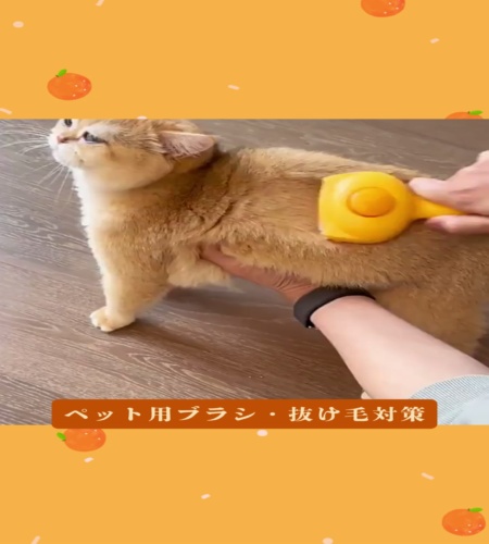 紹介動画