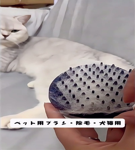 紹介動画