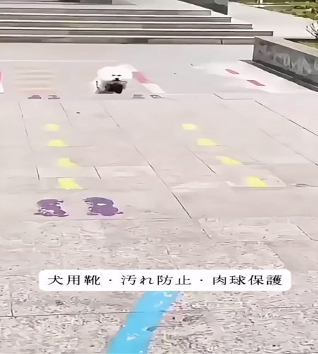 紹介動画