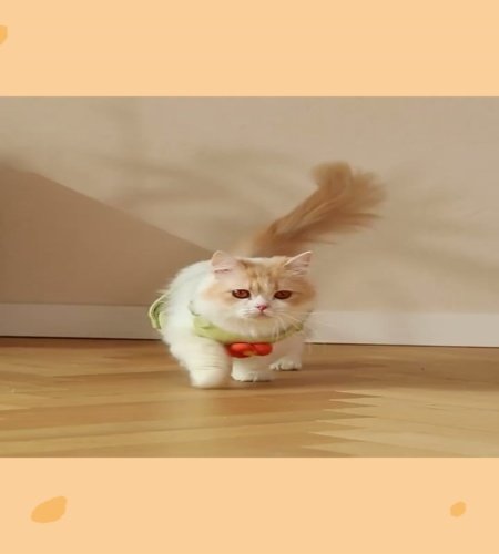 紹介動画