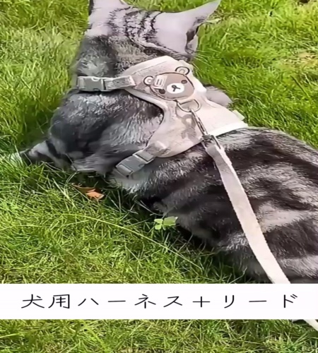 紹介動画