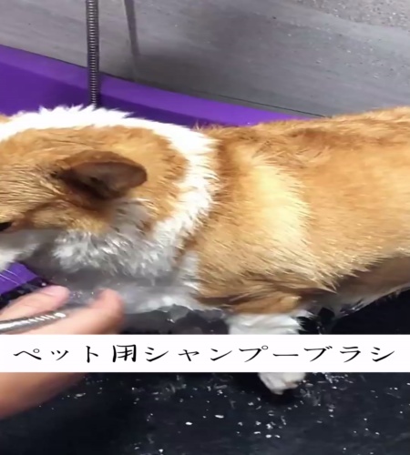 紹介動画