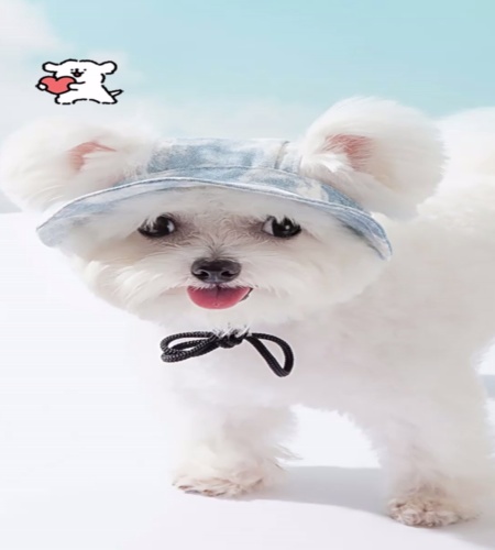 紹介動画