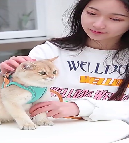 紹介動画