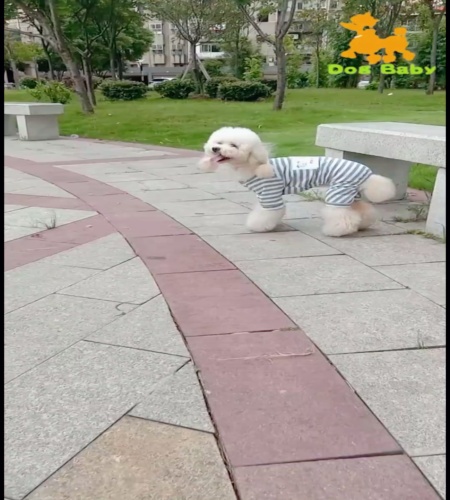 紹介動画