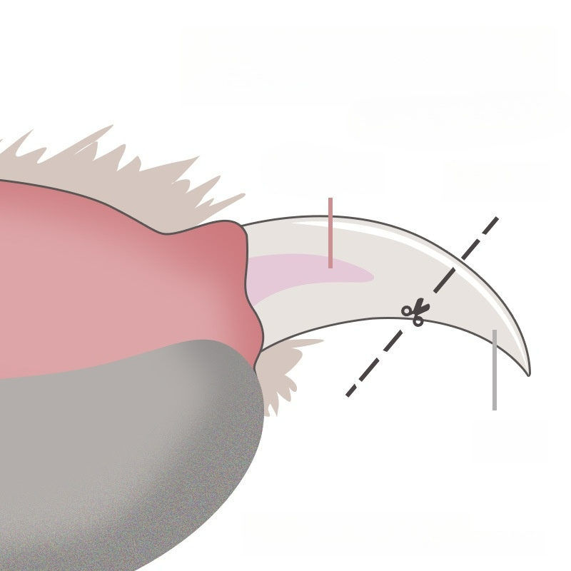 ペット用爪切り・小型犬猫用・爪切り・爪やすり・清潔・美容用品|undefined