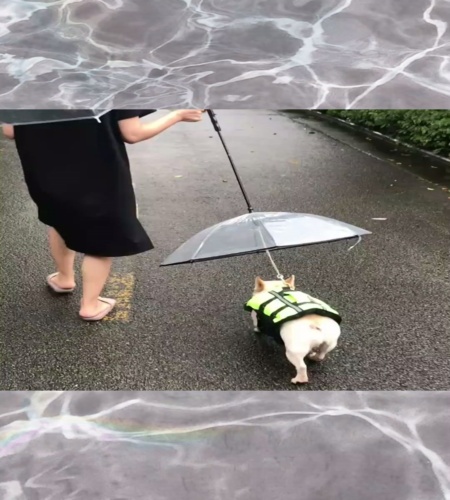紹介動画