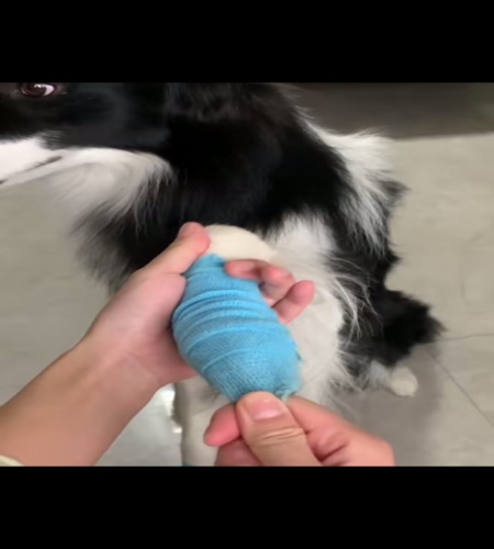 紹介動画
