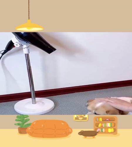 紹介動画