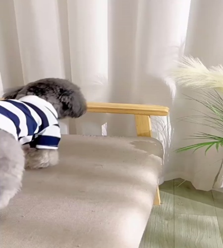 紹介動画