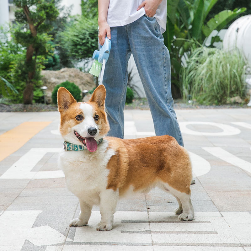 犬用リード｜LEDライト付き・自由伸縮・小中型犬・アウトドア・夜の散歩も安全♪|undefined