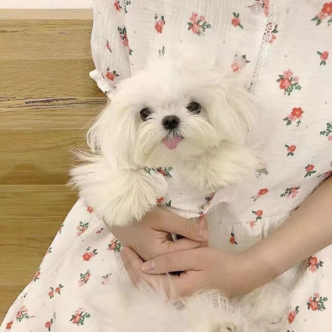 ペットドレス｜フラワープリント・ペット服・犬猫・冬用・小型犬|undefined