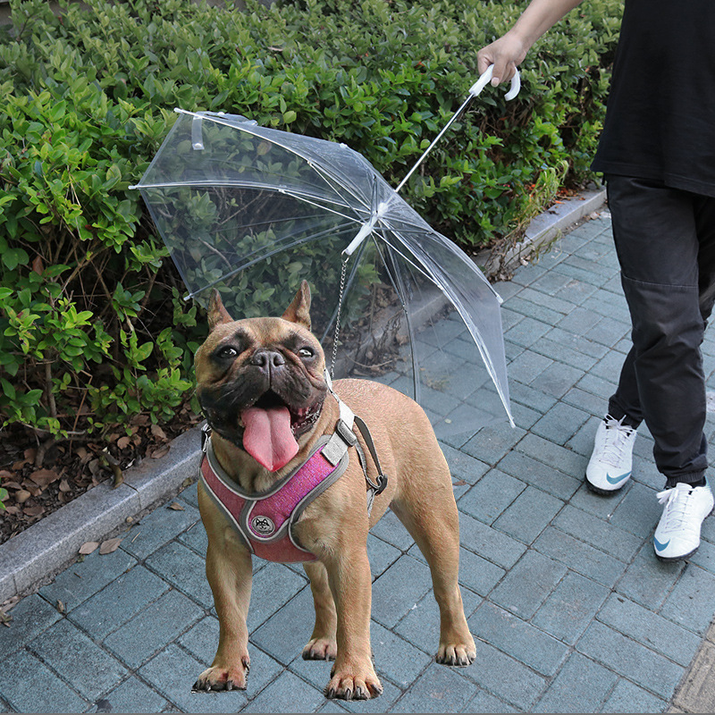 ペット用雨傘｜テディ・小型犬用・リード付き・散歩用・便利・おしゃれ|undefined