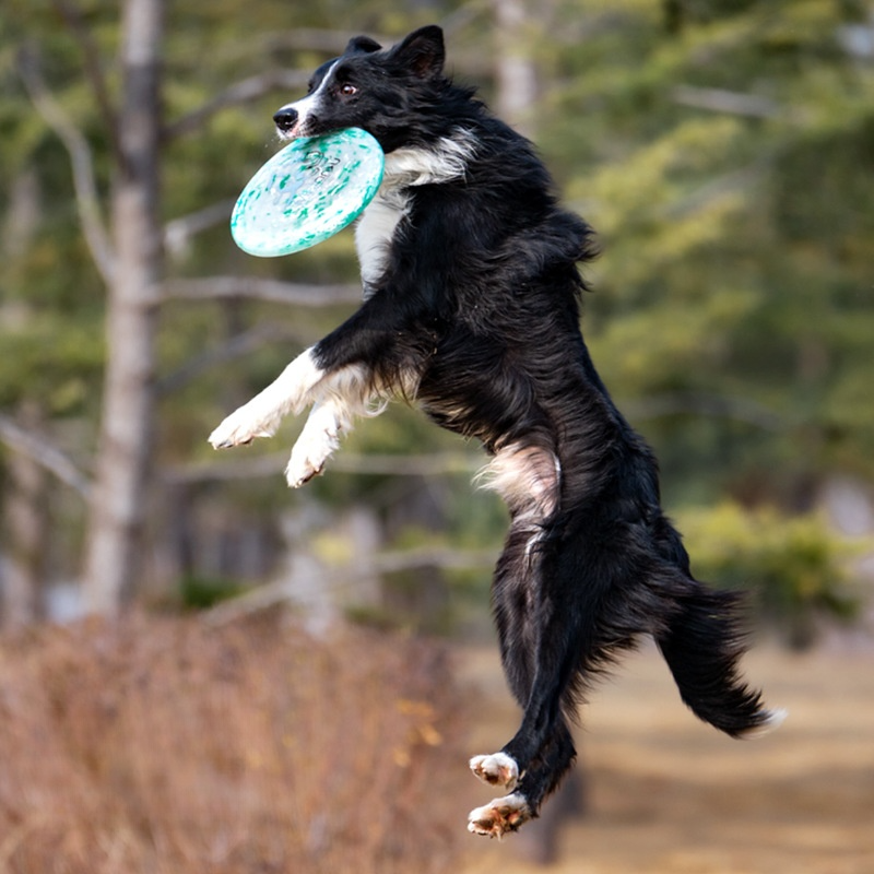 ペット用フライングディスク｜犬のトレーニング・おもちゃ・安全素材・アウトドア用|undefined