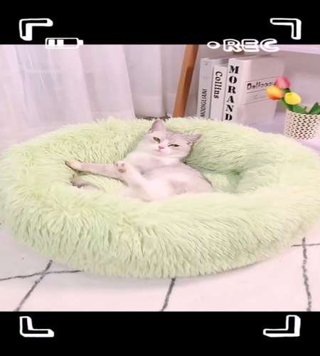 紹介動画