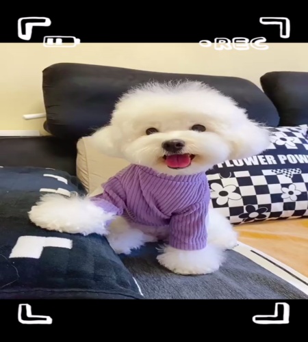 紹介動画